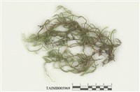 藏品(垂苔)的圖片